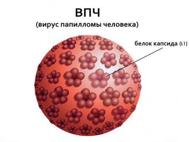 kondilomy u muzhchin 2